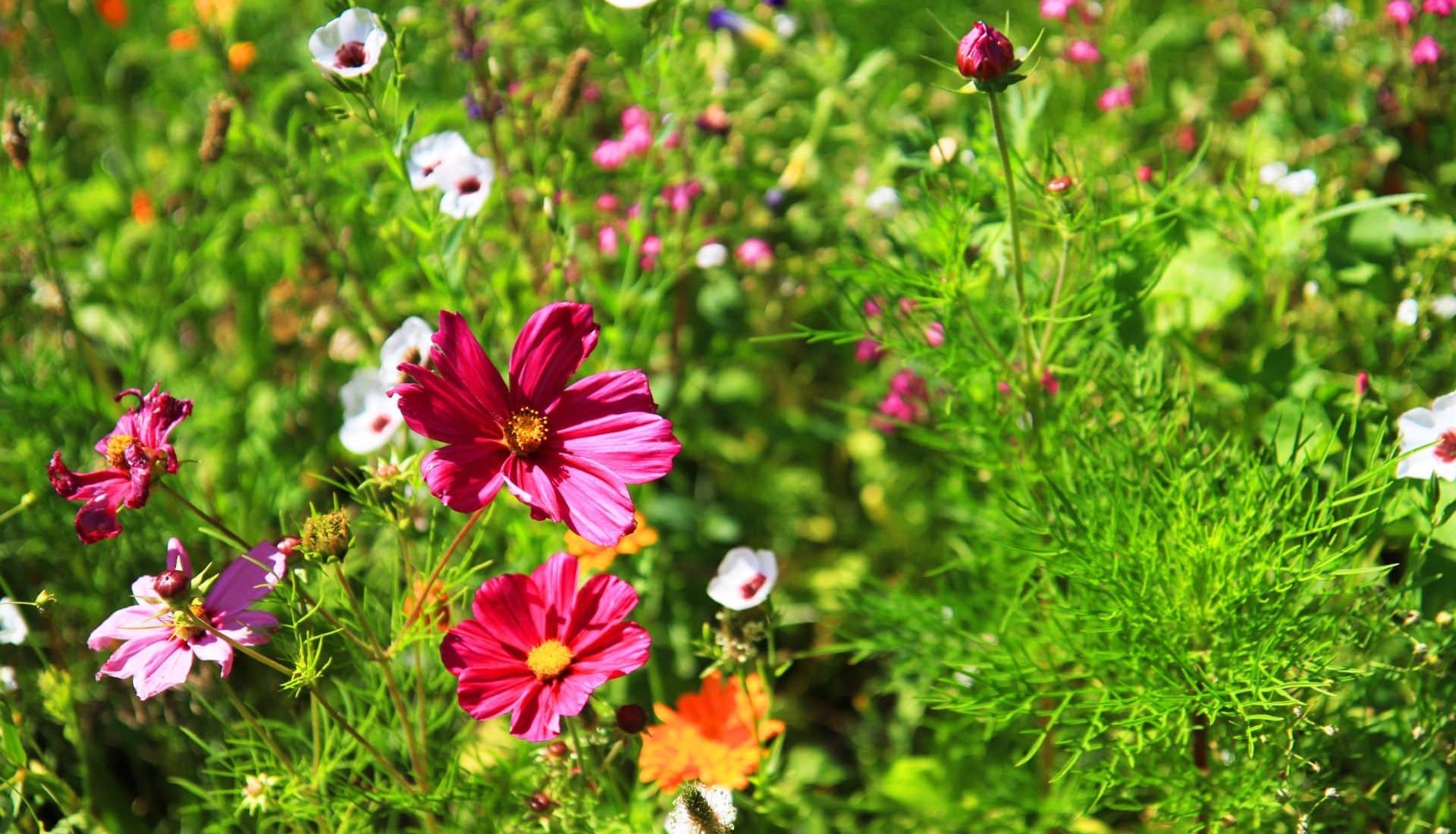 vysocina-zahrady (1)