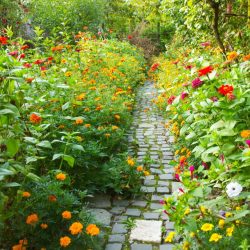 A narrow pathway in a garden surrounded by a lot of colorful flowers