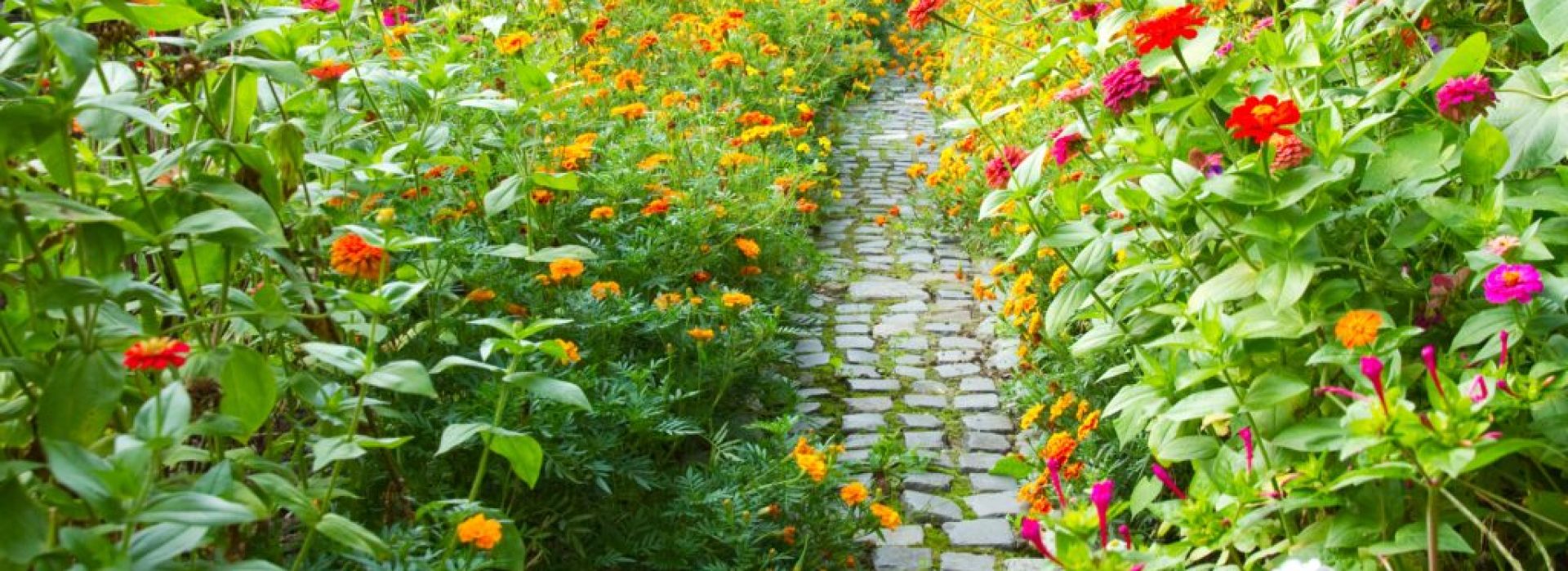 A narrow pathway in a garden surrounded by a lot of colorful flowers