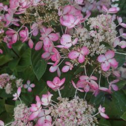 zahrady-vysocina (5)